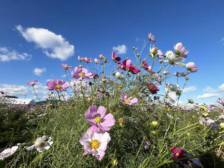 咲き乱れるコスモスと爽やかな青空 コスモス,秋桜,花の写真素材