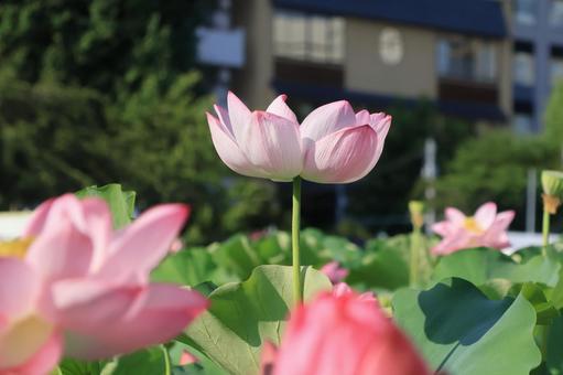 蓮の花 蓮の花の写真
