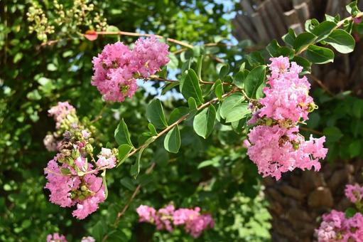 サルスベリ 花 夏 サルスベリ 花 夏の写真