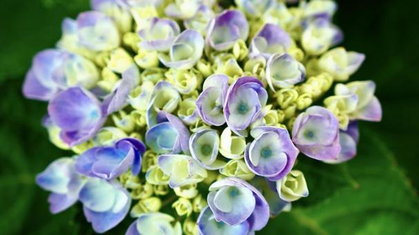 開花した黄色と紫色のあじさい 開花した黄色と紫色のあじさいの写真