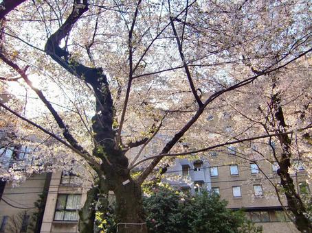 桜の遊歩道-8 桜,木,幹の写真素材