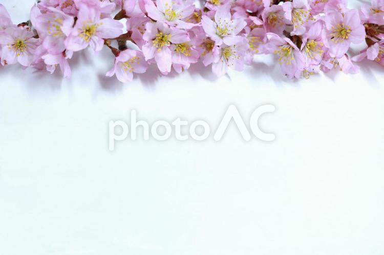 桜　さくら　サクラ　ボタニカルフレーム　背景素材　壁紙素材 桜,さくら,サクラの写真素材