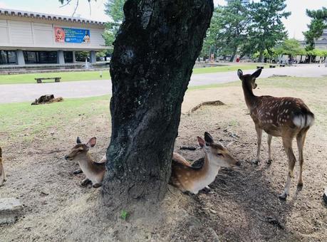 奈良のシカ 奈良のシカ シカ,バンビ,奈良県の写真素材