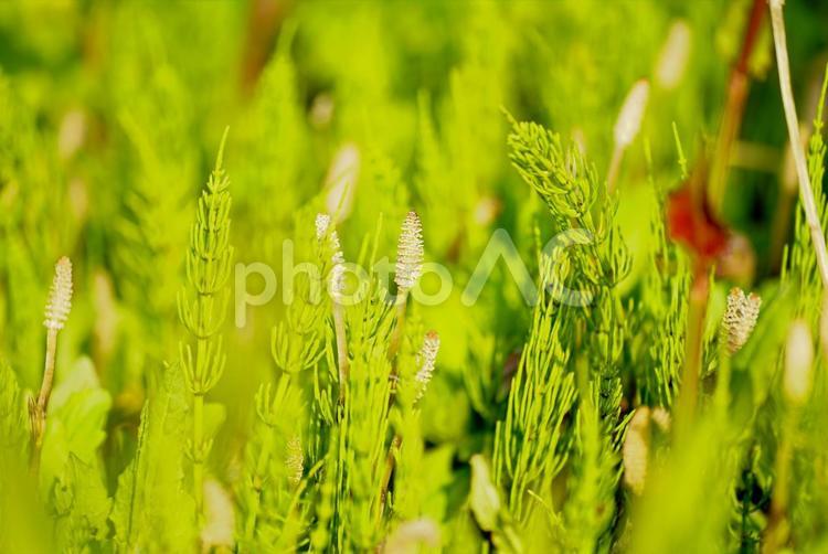 初夏の風景　つくし つくし,植物,ハイキングの写真素材