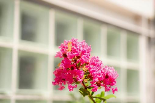 夏の花 夏の花の写真