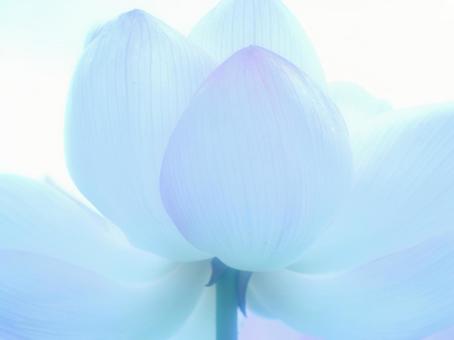 青いイメージの蓮の花のアップ 青いイメージの蓮の花のアップの写真