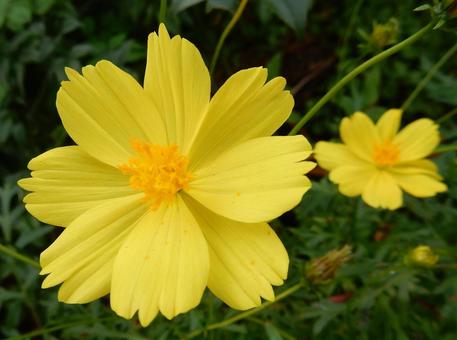 【花の写真】コスモス（秋桜） コスモス,秋桜,自然の写真素材