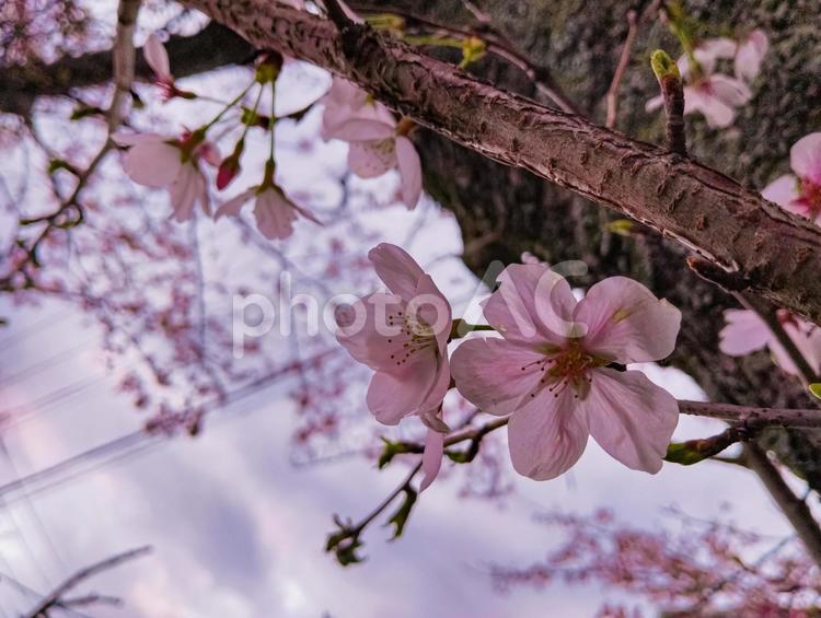 見上げた一輪 さくら,春,花見の写真素材