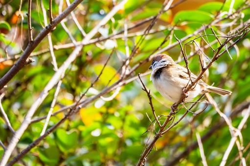 スズメの若鳥(30) 鳥,スズメ,若鳥の写真素材