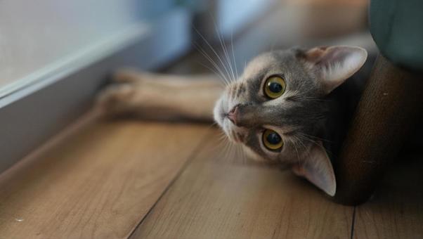 床に寝転がる猫 床に寝転がる猫の写真