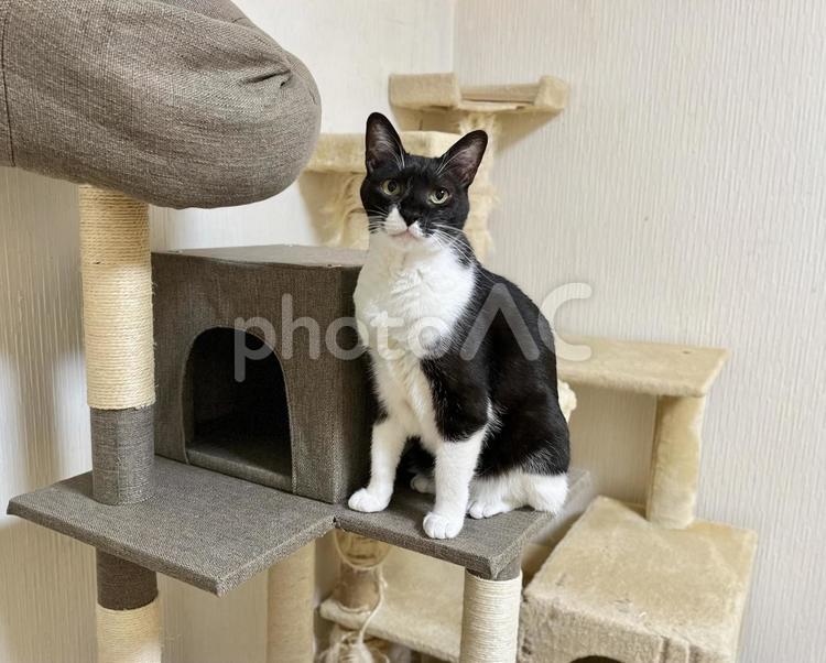 2台のキャットタワーと白黒猫 ハチワレ,猫,白黒の写真素材
