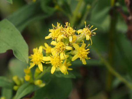 山野草・アキノキリンソウ(霧ヶ峰) 山野草・アキノキリンソウ(霧ヶ峰)の写真