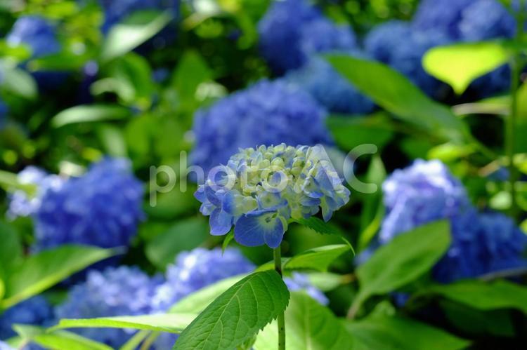 あじさい、咲きました あじさい,アジサイ,紫陽花の写真素材