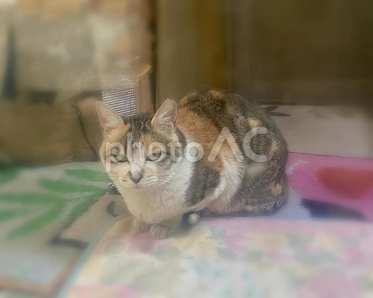くつろぐ縞三毛猫さん　 猫,野良,縞三毛の写真素材