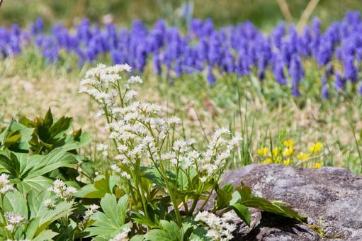 春の山野草-岩八手（イワヤツデ）の写真