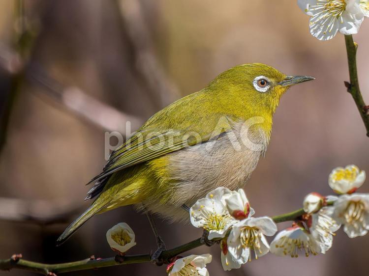梅の花とメジロ・ウメジロー メジロ,ウメジロー,野鳥の写真素材