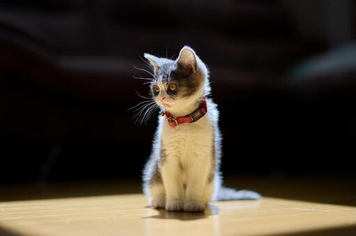光に当たる子猫 子猫,ねこ,ネコの写真素材