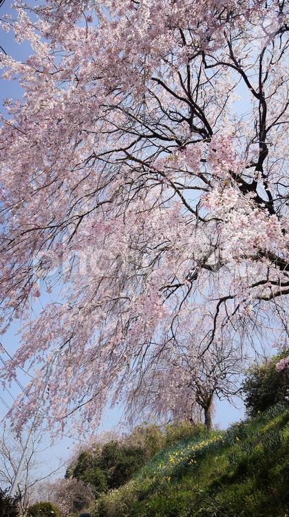 枝垂桜-251 枝垂桜,ヤエベニシダレ,ピンクの写真素材