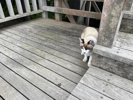 noraneko２ 猫,野良猫,ウッドデッキの写真素材