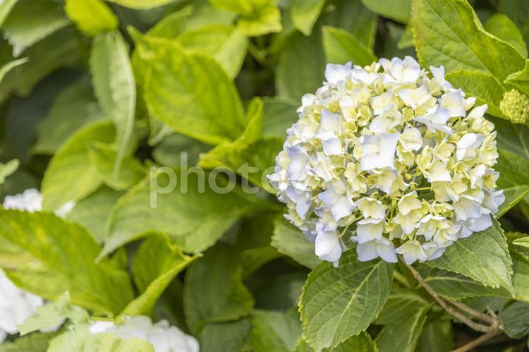 開花の始まったアジサイの花 アジサイ,花,満開の写真素材