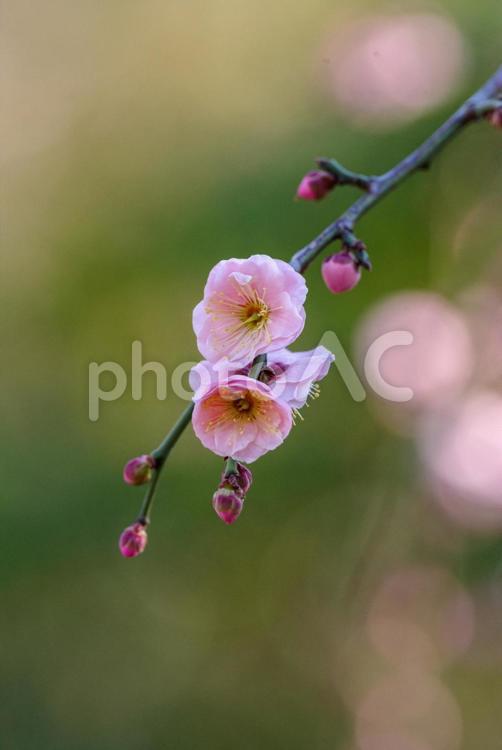 美しい背景と梅の花 梅,2月,冬の写真素材