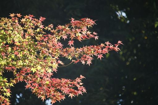 色づく紅葉 紅葉,秋,もみじの写真素材