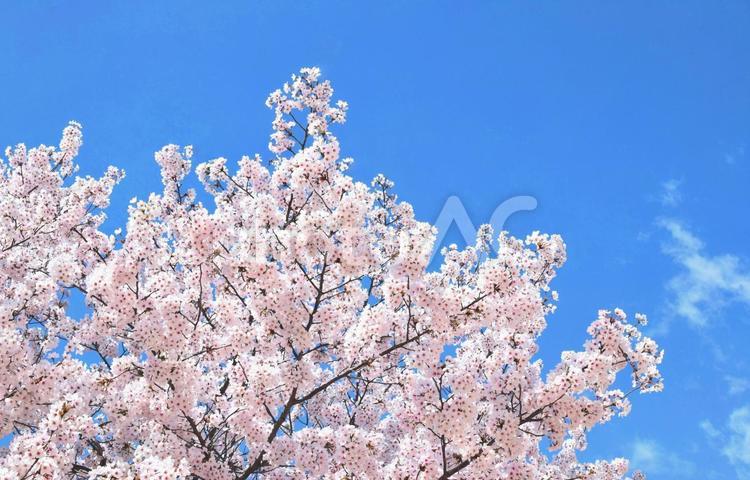満開の桜と青空、春の花、染井吉野 桜,さくら,サクラの写真素材
