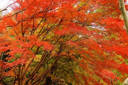 Burning autumn, JPG Burning autumn, autumn leaves, yellow leaves, red, JPG