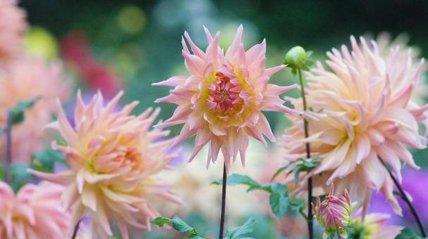 秋のダリア園-888 ダリア,オレンジ色,サーモンピンクの写真素材