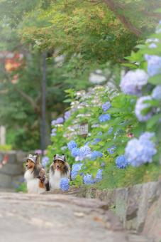 シェルティ 犬,屋外,景色の写真素材