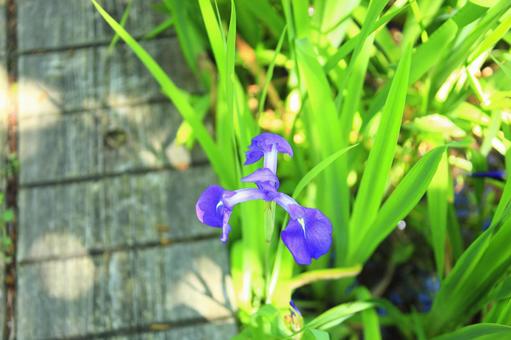 木道のそばにひっそりと咲くカキツバタの花 池河内湿原,湿原,カキツバタの写真素材
