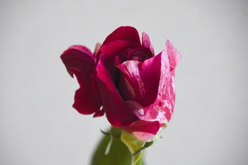絞り柄のばら 絞り柄のばらの写真