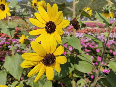 向日葵 花,花畑,ヒマワリの写真素材
