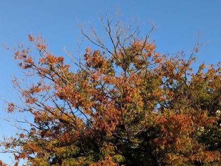 立冬前の雨上がりの朝の青空と木々の紅葉の写真