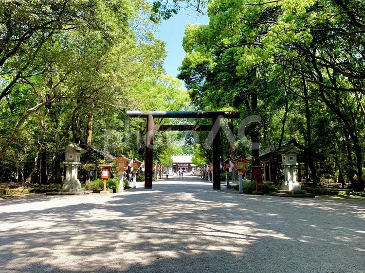 宮崎神宮 神社,宮崎神宮,木の写真素材