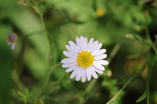 コヨメナの薄紫の花びらの花のアップ コヨメナの薄紫の花びらの花のアップの写真