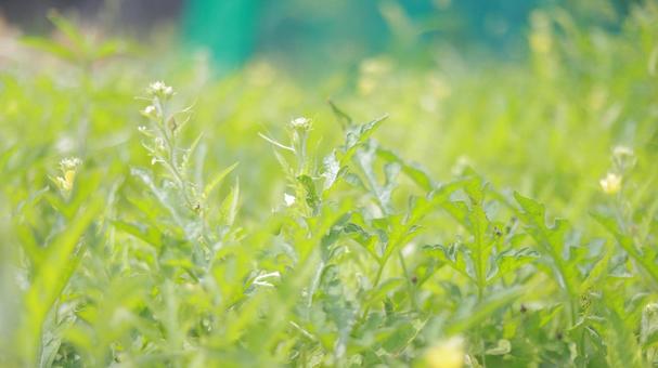 畑でのびのびと育つ7月のスイカ 畑でのびのびと育つ7月のスイカ 草,畑,スイカの写真素材