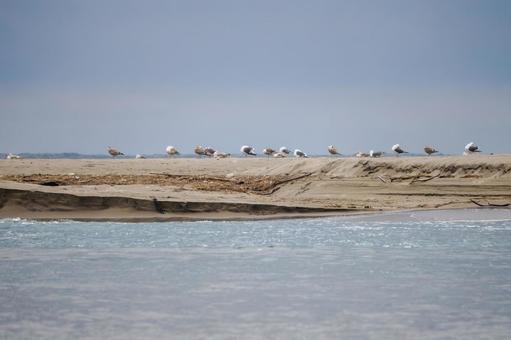 ウミネコの群れ ウミネコの群れ 鳥,ウミネコ,野鳥の写真素材