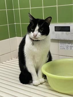 くつろぐ猫 ねこ,ネコ,ペットの写真素材