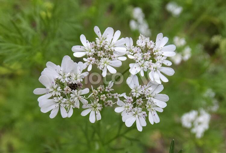 イタリアンパセリ [Italian parsley]-001 イタリアンパセリ,花,フラワーの写真素材