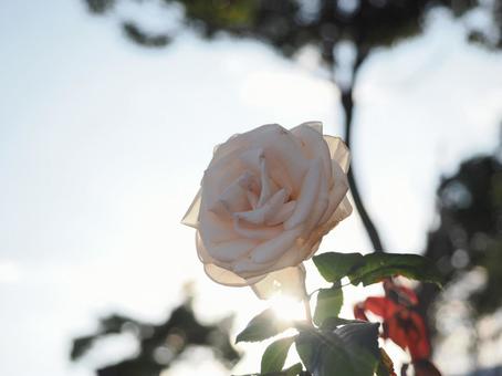 バラ園で白い薔薇を撮った写真です バラ園で白い薔薇を撮った写真ですの写真