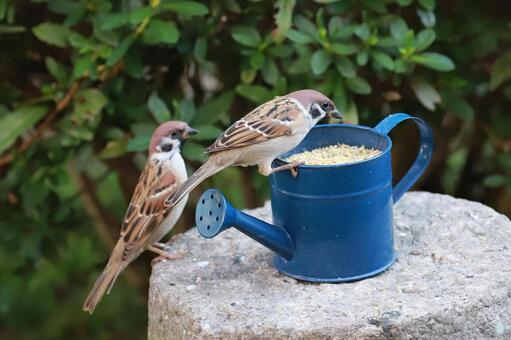 すずめ給餌 野鳥,ことり,スズメの写真素材
