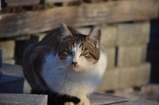 Glaring Cat, JPG
