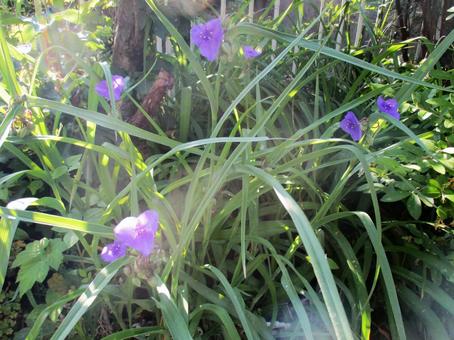 ムラサキツユクサ 紫,ツユクサ,春の写真素材