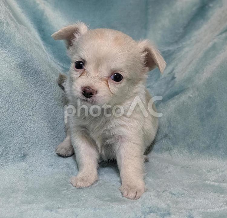 チワワの仔犬　クリーム首傾げ チワワ,犬,癒しの写真素材