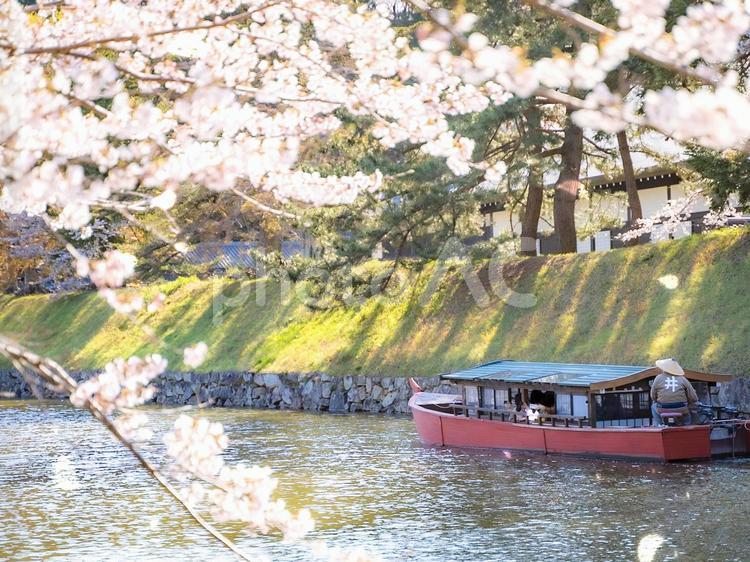 彦根城のお堀と屋形船 桜,彦根城,お堀の写真素材