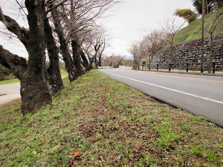 冬の並木と車道 冬の並木と車道の写真