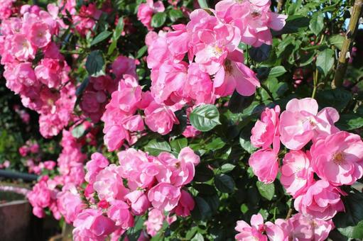 ばら315 ばら315 バラ,rose,初夏の写真素材