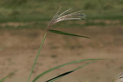 風に揺れるススキの穂 風に揺れるススキの穂の写真
