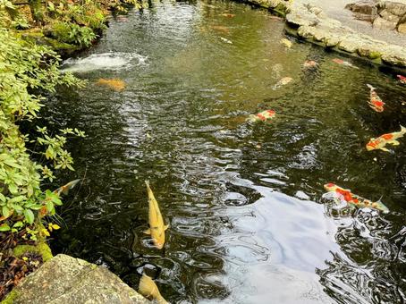 池を泳ぐ錦鯉 池を泳ぐ錦鯉 和,鯉,水面の写真素材